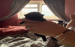 Mixed Breed cats for sale: Maine coon mix kittens - Advert 8