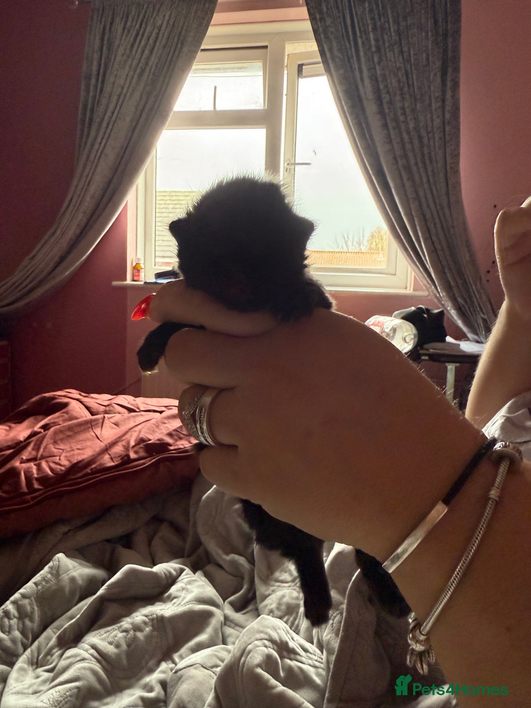 Mixed Breed cats for sale: Maine coon mix kittens - Advert 8