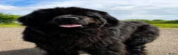Newfoundland dogs for stud: Newfoundland stud - Advert 3