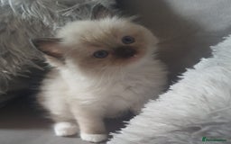 Ragdoll cats for sale: Last female ragdoll kitten - Image 1