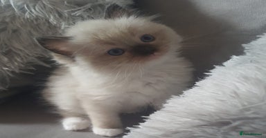 Ragdoll cats - Advert 5