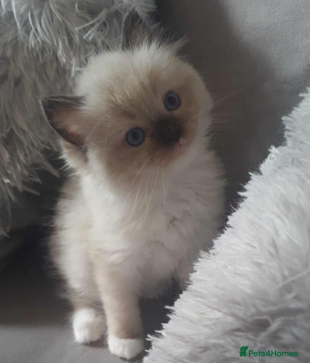 Ragdoll cats for sale: Last female ragdoll kitten - Image 1