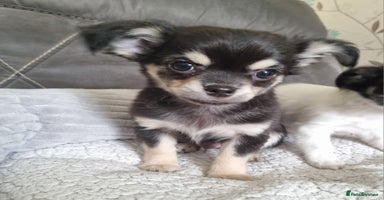 Chihuahua dogs - Advert 5