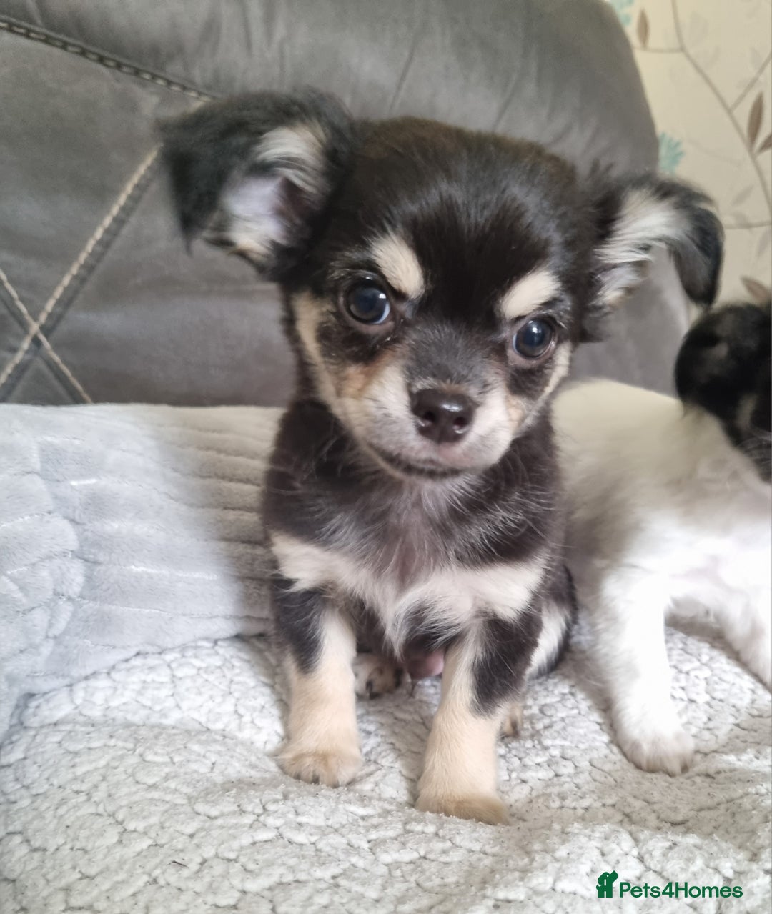 Chihuahua dogs for sale: Beautiful longhaired chihuahua boys ready now  - Image 6