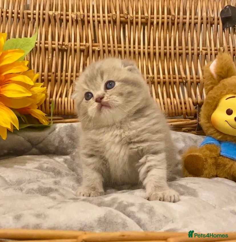 Scottish Fold cats 🧸EXTREMELY RARE TICA FAWN SCOTTISH/BSH 😻🧸 - Advert 5