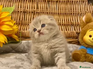 Scottish Fold cats 🧸EXTREMELY RARE TICA FAWN SCOTTISH/BSH 😻🧸 - Advert 5