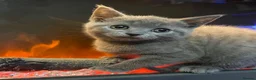British Shorthair cats for sale: Bsh mix girl  - Advert 5