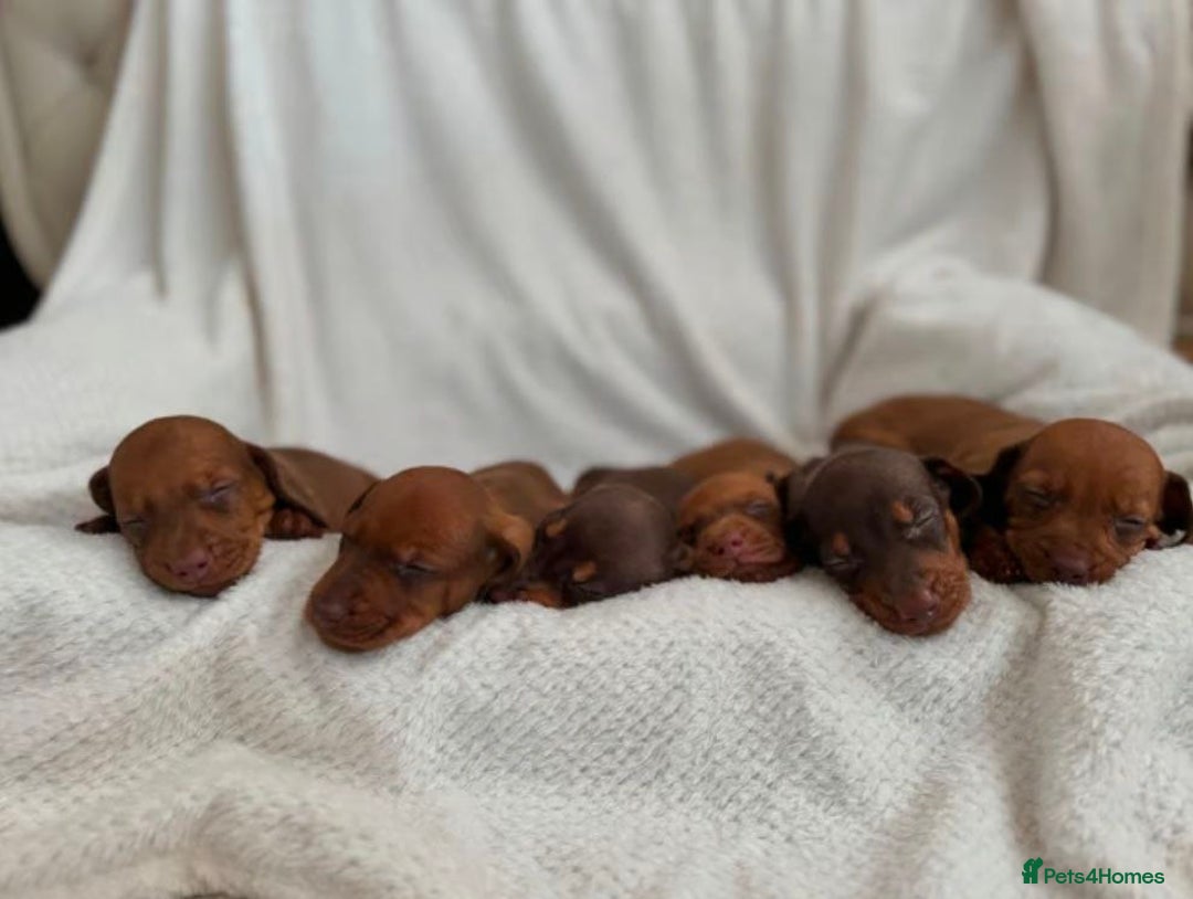 Miniature Dachshund dogs for sale: Beautiful Miniature Dachshund Puppies  - Image 3