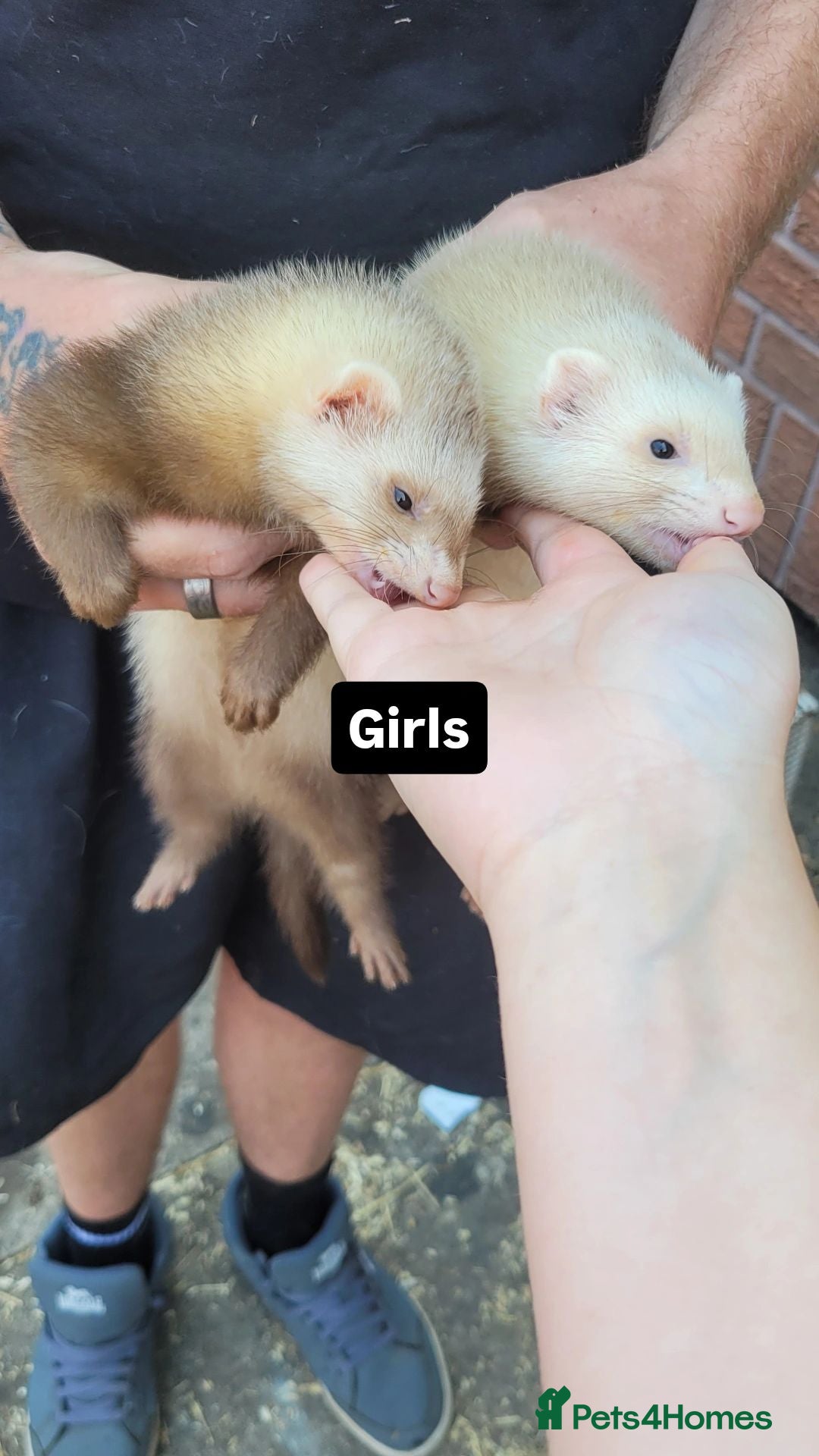 Ferret rodents Sandy jills ferret (£40 for two) - Advert 1