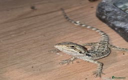 Bearded Dragon reptiles for sale: Baby bearded dragons with tint red 2 for £90 - Image 3