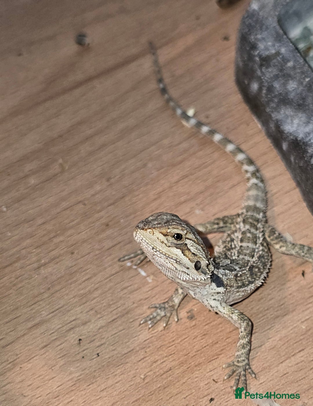 Bearded Dragon reptiles for sale: Baby bearded dragons with tint red 2 for £90 - Image 3