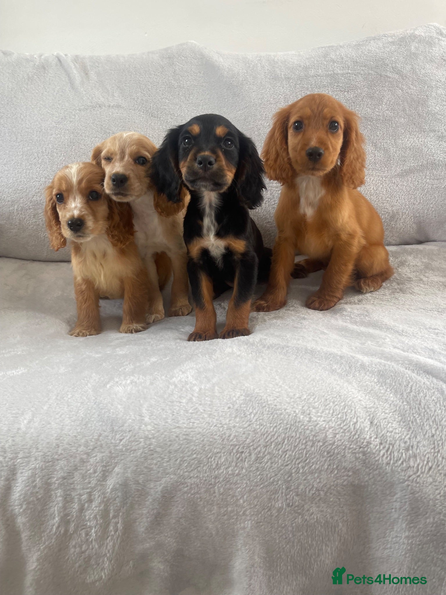 Cocker Spaniel dogs 4 outstanding cocker spaniels  - Advert 1
