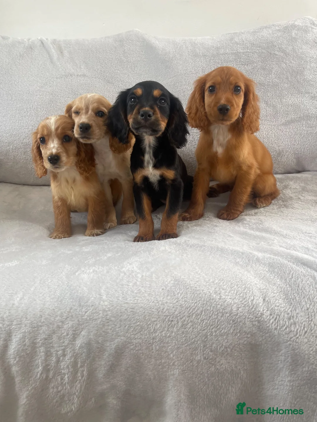 Cocker Spaniel dogs for sale: 4 outstanding cocker spaniels  - Advert 1