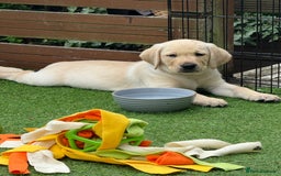 Labrador Retriever dogs for sale: KC Labrador puppies  - Image 1