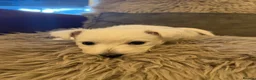 West Highland Terrier dogs for sale: West highland terrier BOY pup - Advert 13