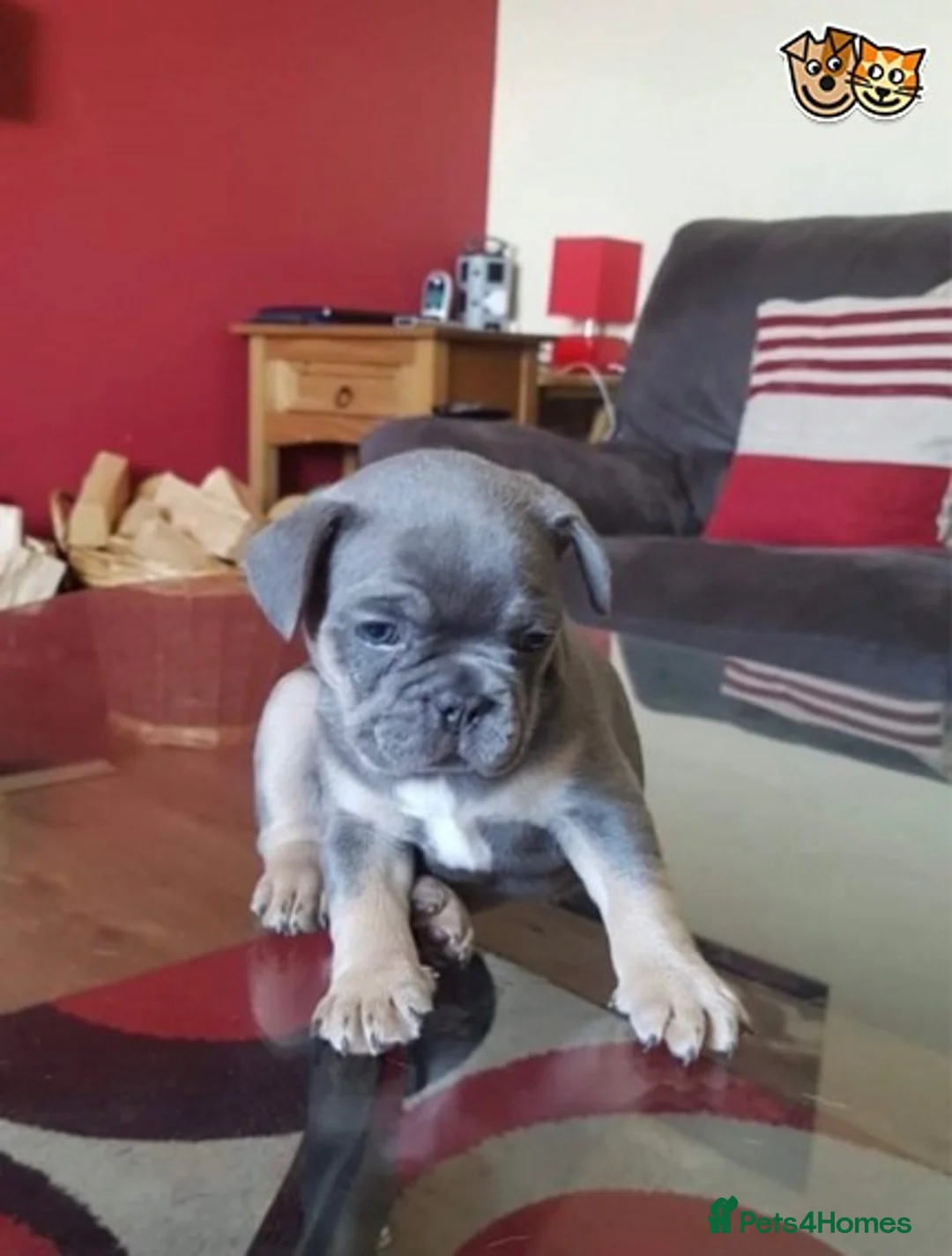 French Bulldog dogs for stud: French Bulldog Stud in Abertillery - Advert 7