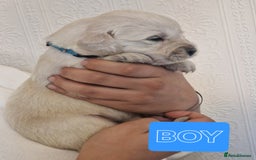 Golden Retriever dogs for sale: 🐾Pure Golden retrievers puppy🐾 - Image 15