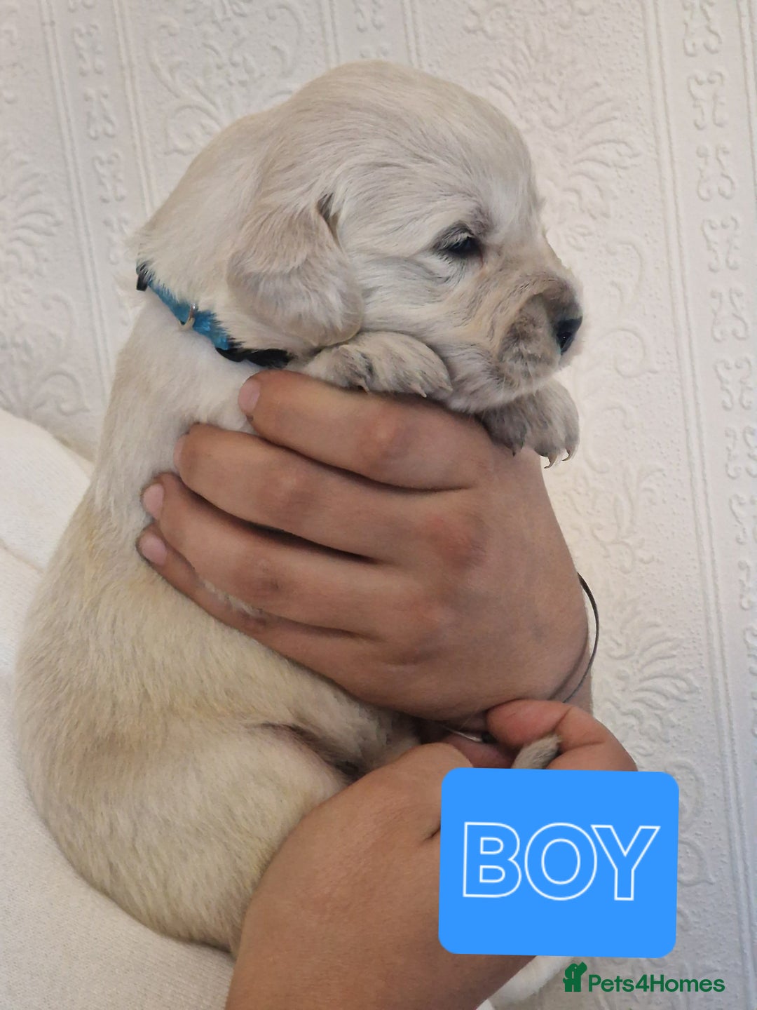 Golden Retriever dogs for sale: 🐾Pure Golden retrievers puppy🐾 - Image 15