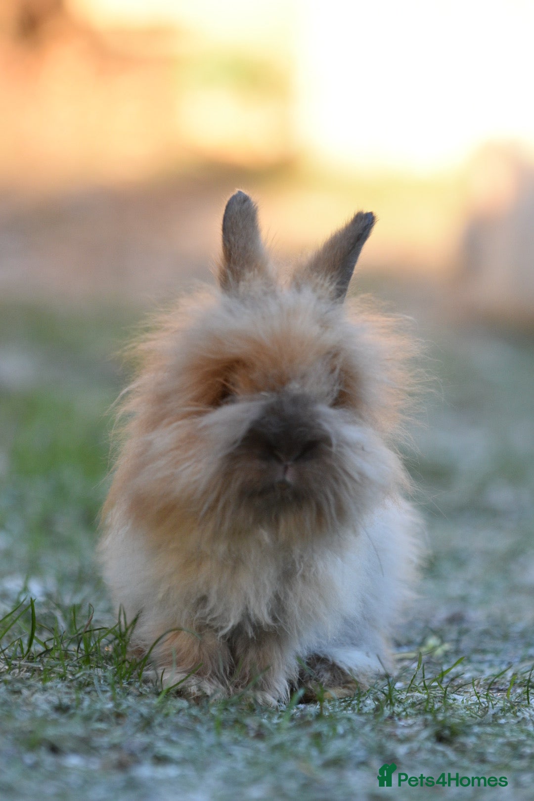 Angora rabbits for sale: French Imported Pedigree English Angoras - Advert 13