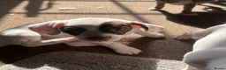 Mixed Breed dogs for sale: 13 weeks old French bulldog/cocker spaniels ❌ - Advert 29