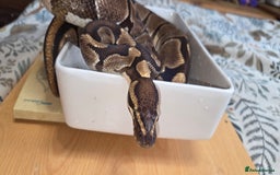 Python Snake reptiles for sale: 3 adult Royal pythons and 4' vivariums  - Image 10