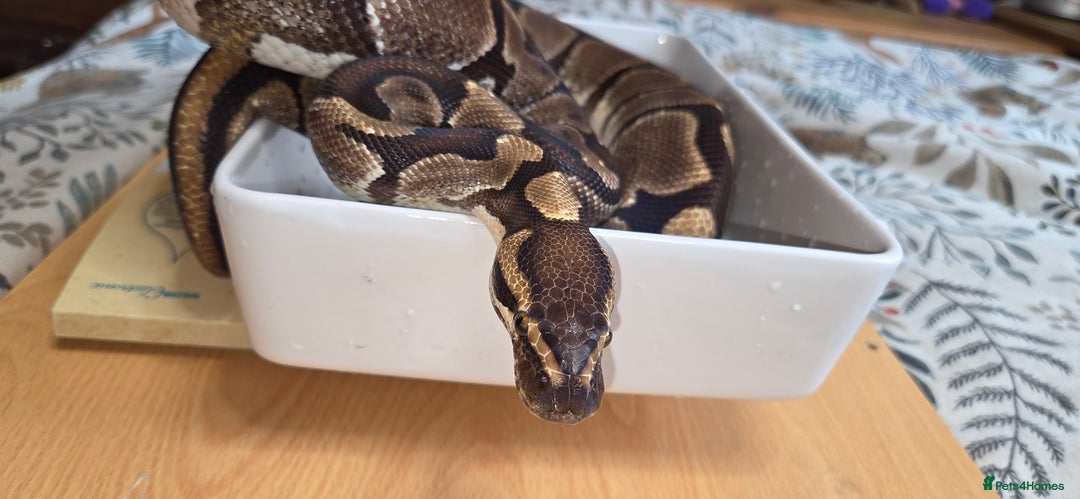 Python Snake reptiles for sale: 3 adult Royal pythons and 4' vivariums  - Image 10