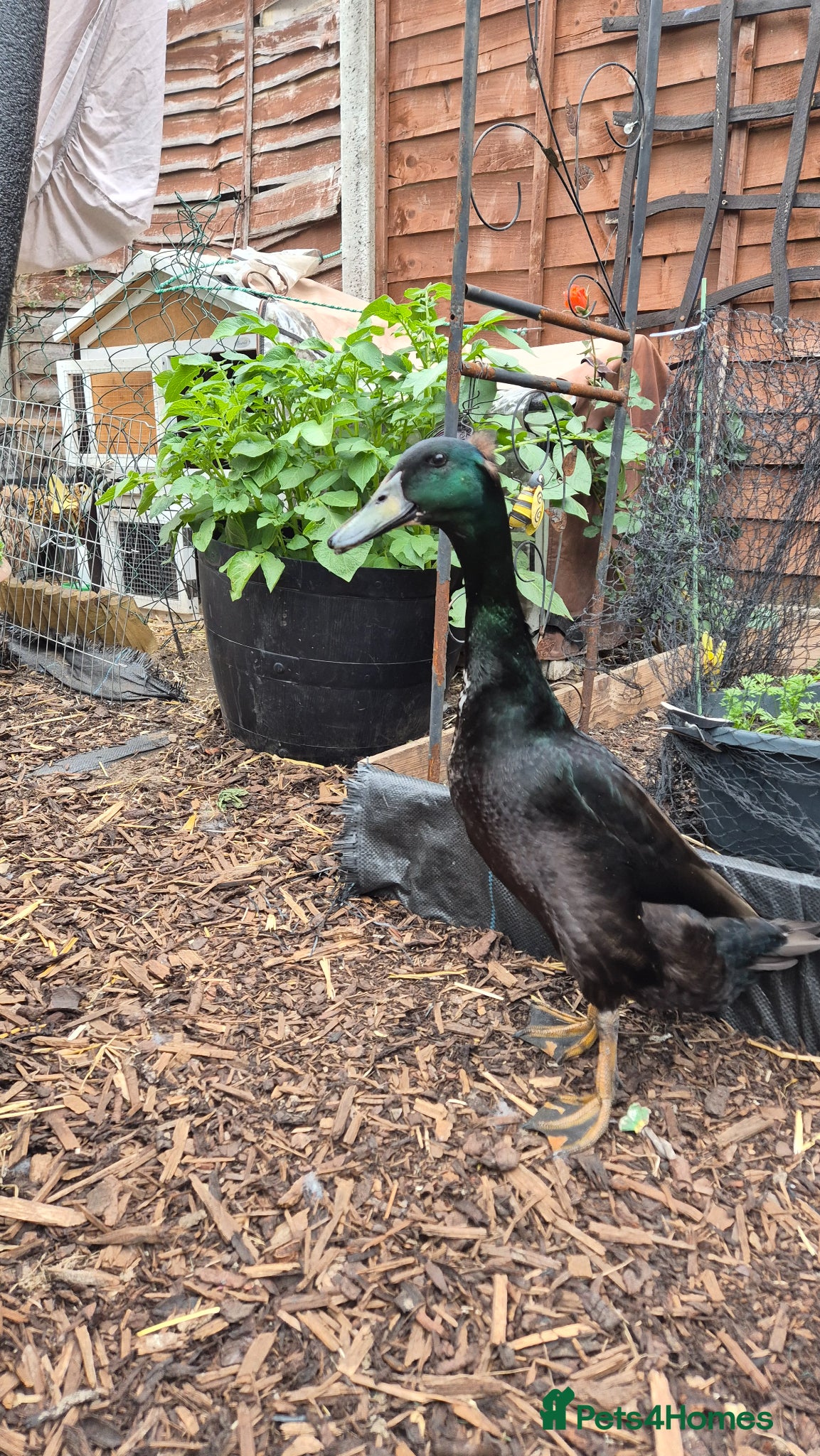 Ducks poultry Male and female bonded pair of ducks - Advert 2