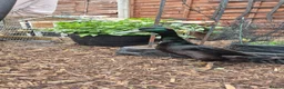 Ducks poultry for sale: Male and female bonded pair of ducks - Advert 1