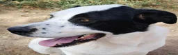 Mixed Breed dogs for adoption: 😍Meet Macarena😍 - Advert 2