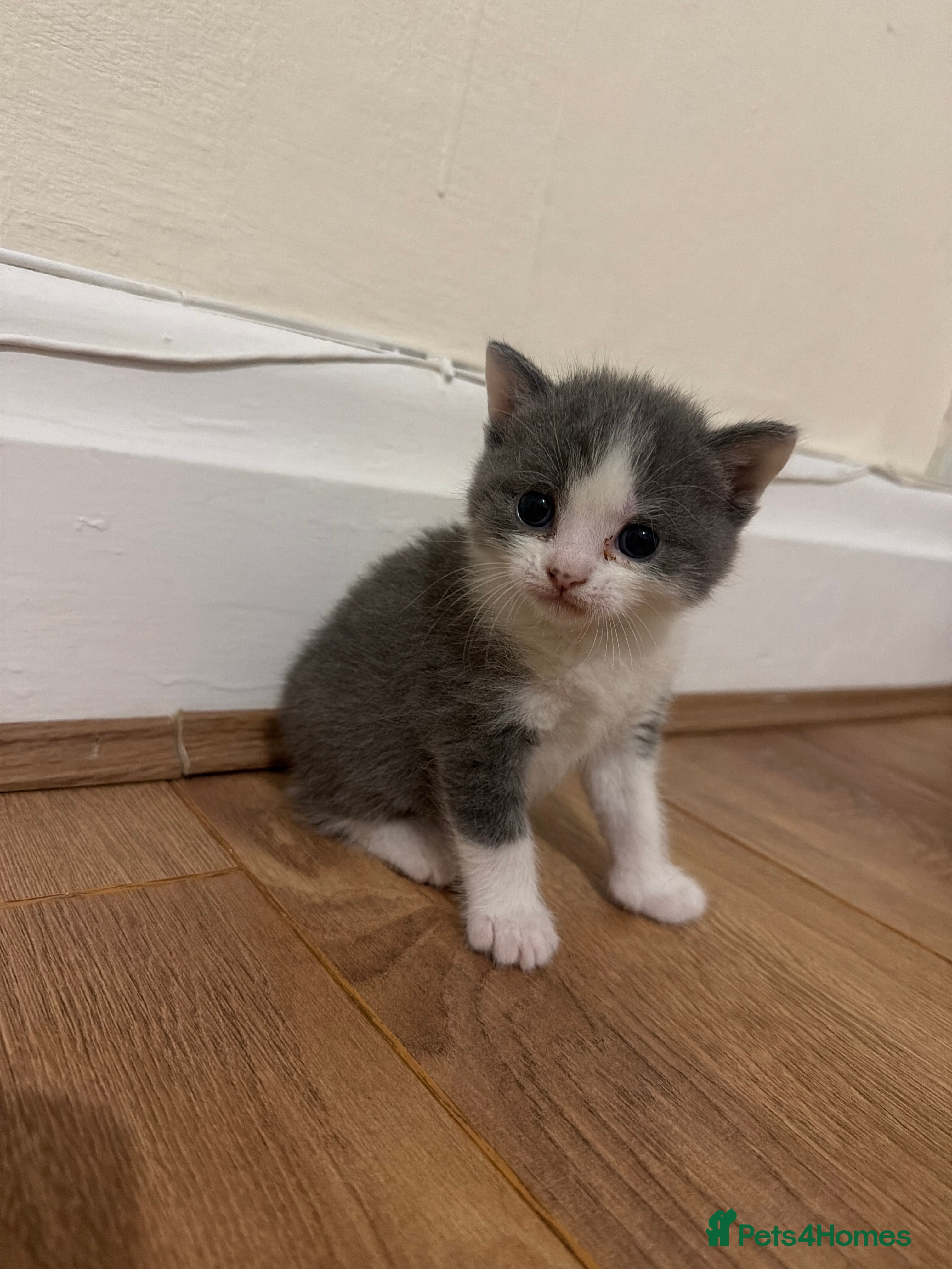 British Shorthair cats Beautiful British Shorthair Kittens - Advert 2