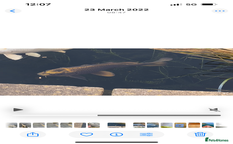 Koi Carp fish - Advert 1