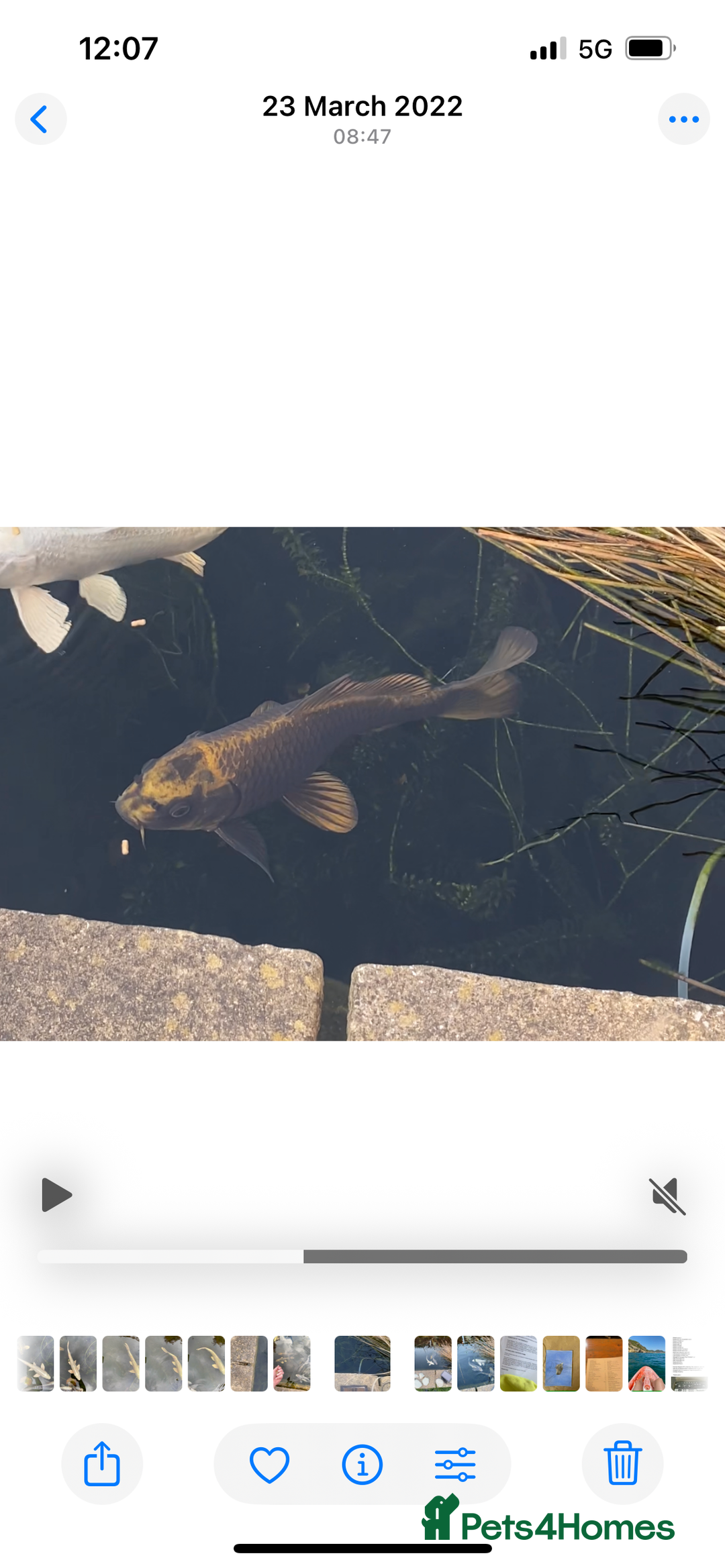 Koi Carp fish for sale: Black and gold Koi - Image 1