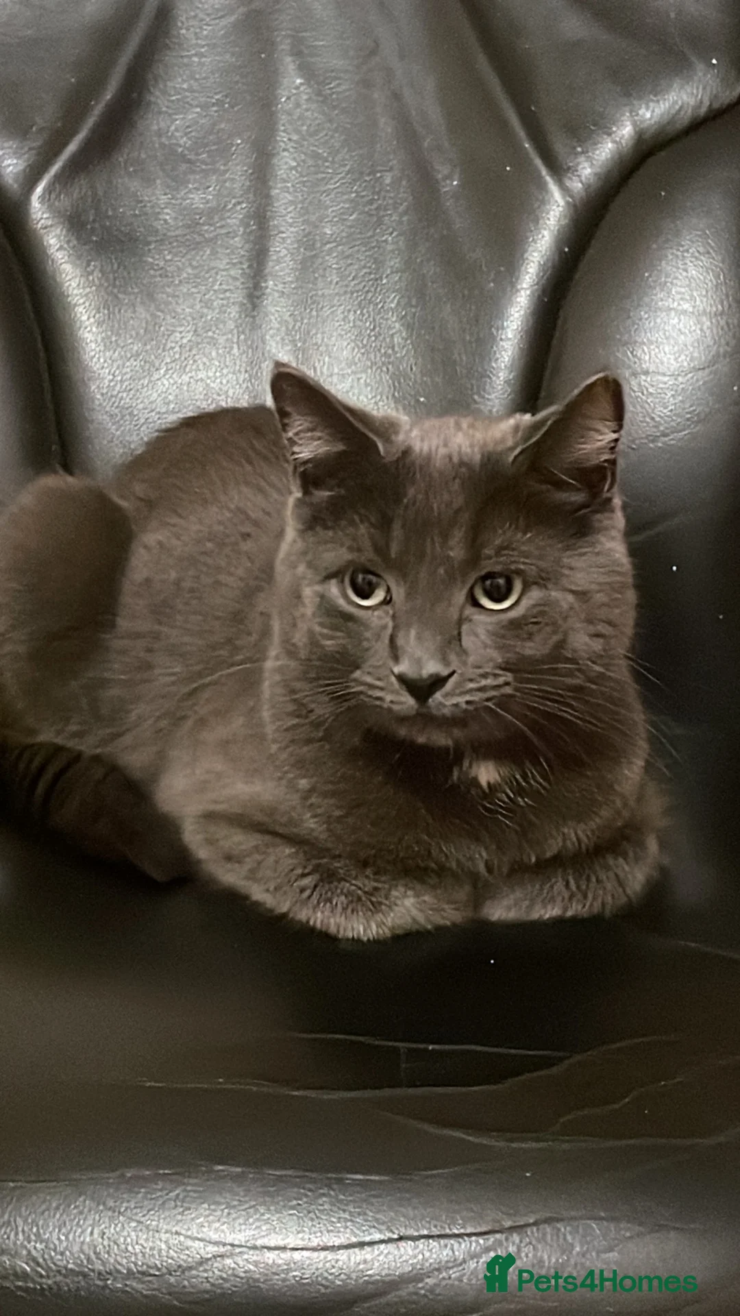 Russian Blue cats for sale: Pluto in London - Advert 9