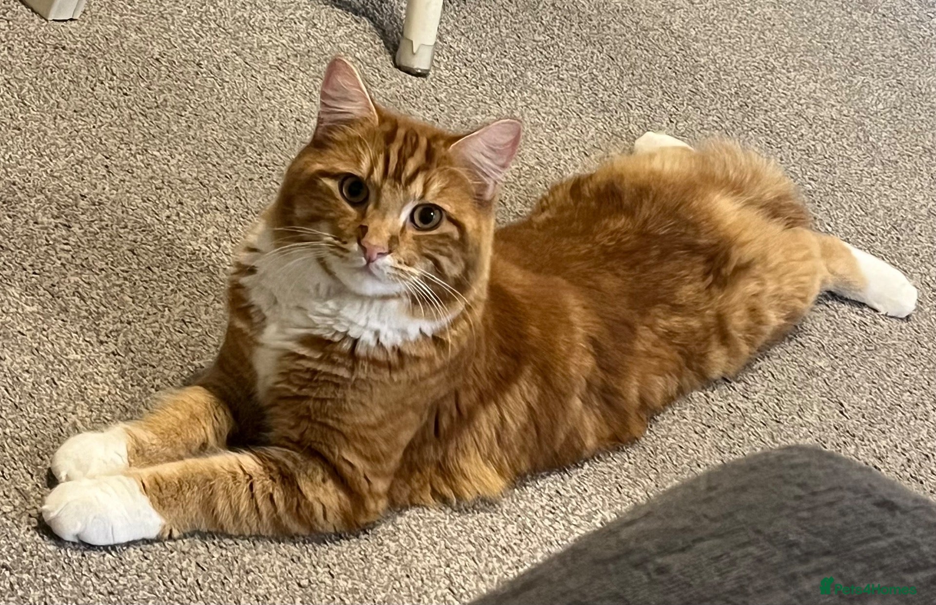 Mixed Breed cats Male ginger needs rehoming.  - Advert 5