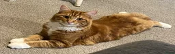 Mixed Breed cats for sale: Male ginger needs rehoming.  in Camberley - Advert 1
