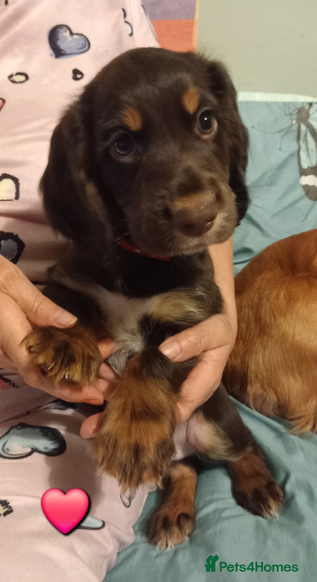 Cocker Spaniel dogs for sale: Chocolate & Tan, Working cocker boys available! - Image 6