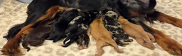 Cocker Spaniel dogs for sale: 7 Absolutely Stunning Cocker Spaniel Puppies.  - Advert 6