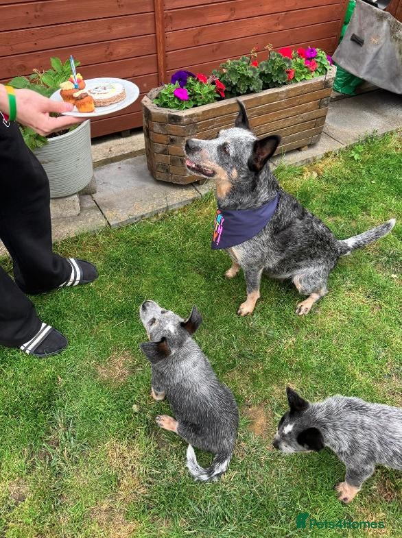 Australian Cattle Dog dogs Spark of the Outback in Every Curious Little Face - Advert 1