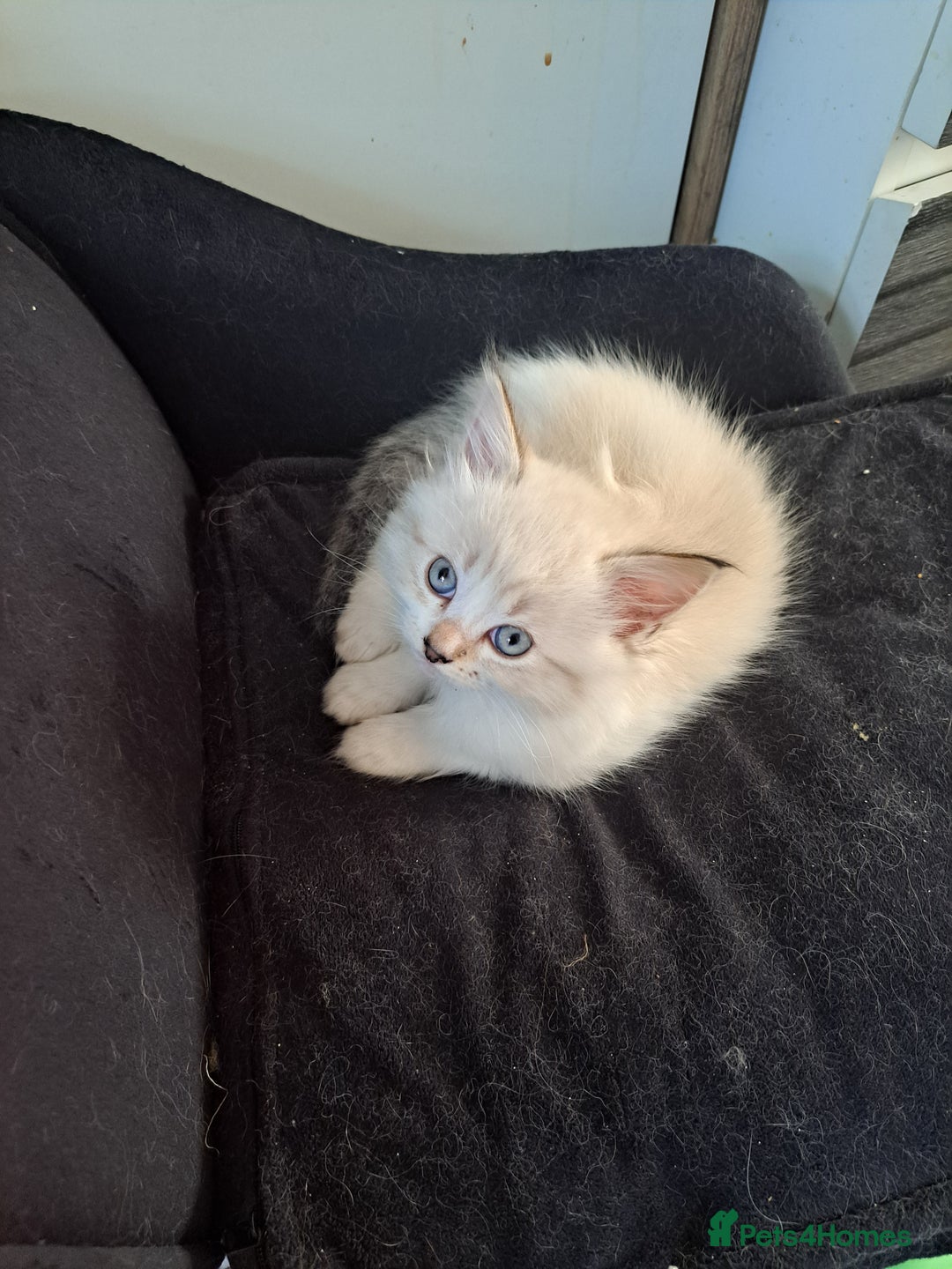Mixed Breed cats for sale: Maine coon mix Girls💜 - Image 6
