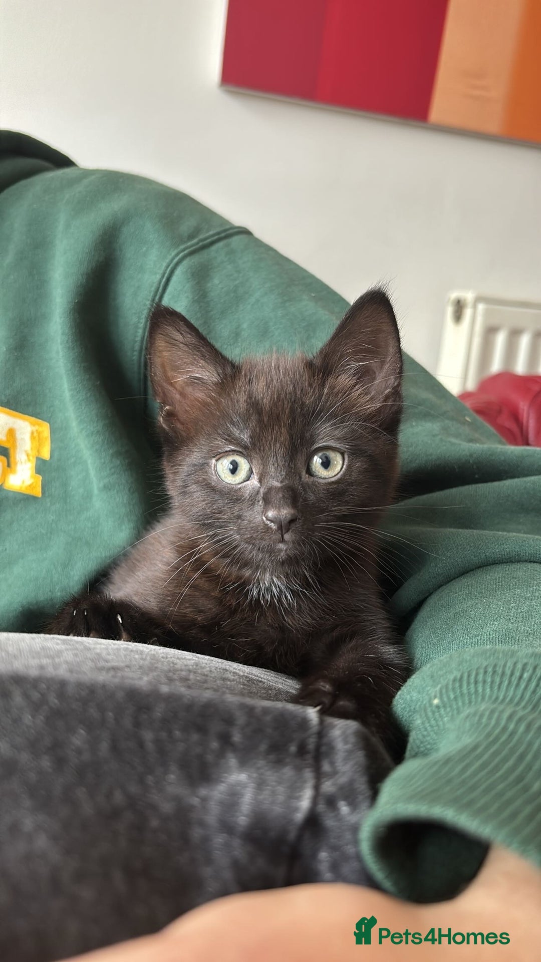 Bombay cats for sale: Black kittens for sale  - Image 1