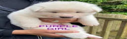 Akita dogs for sale: Beautiful Japanese Akita Puppies - Advert 17