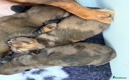 Miniature Dachshund dogs for sale: Beautiful long haired dapple girl  - Image 7