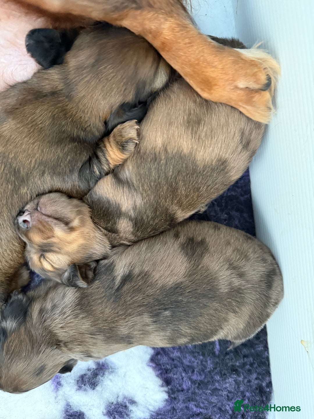 Miniature Dachshund dogs for sale: Beautiful long haired dapple girl  - Image 7