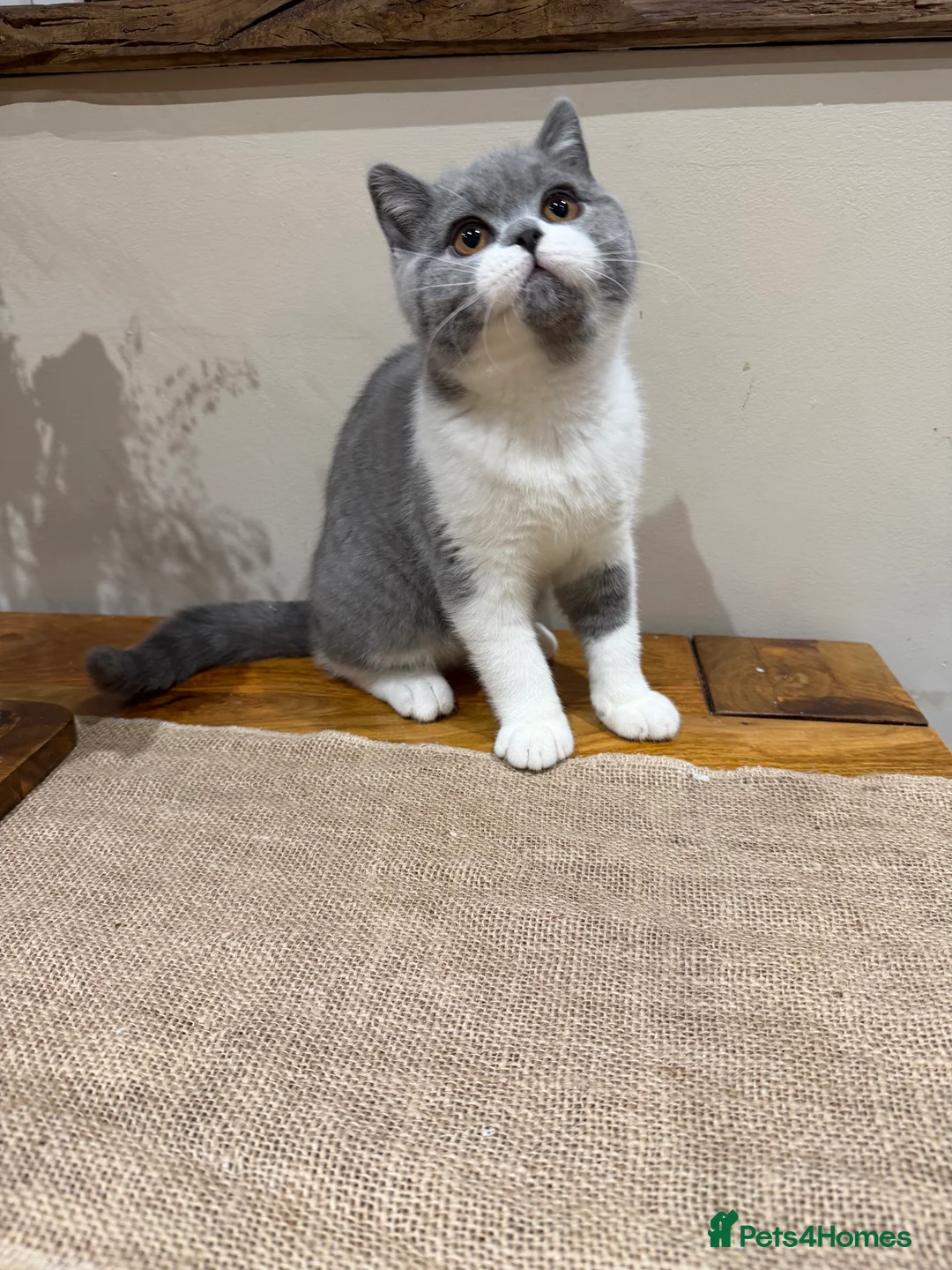 British Shorthair cats for sale: Full Pedigree Registered BSH  - Advert 3