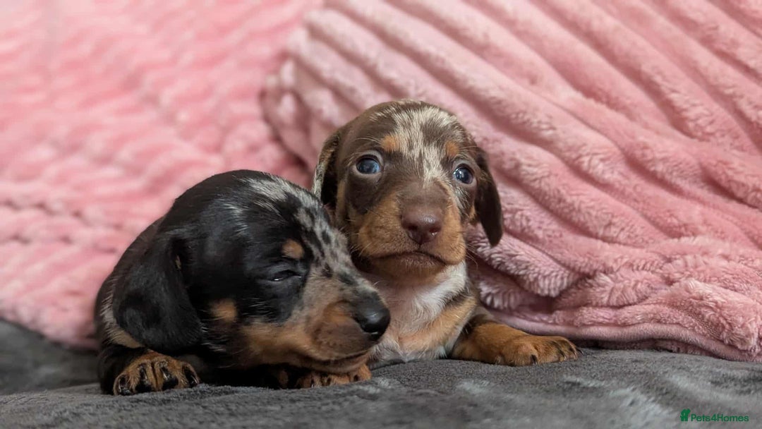 Miniature Dachshund dogs for sale: Beautiful KC miniature dachshund puppies - Image 16