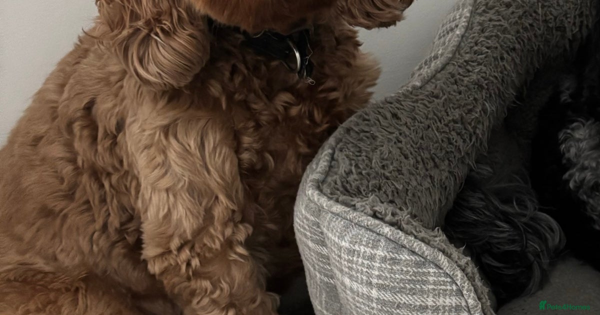 Proven F1 Male Red Cockapoo for stud for stud in Warrington | Pets4Homes