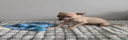 Whippet dogs for sale: Beautiful letter of pedigree whippets   - Advert 4