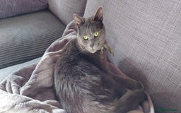 Mixed Breed cats for sale: Loving 8 Year Cat Willow Seeking Calm Caring Home - Image 3