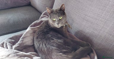 Mixed Breed cats - Advert 6