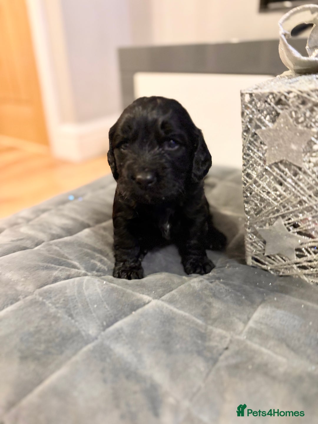 Cockapoo dogs for sale: Beautiful F1b cockapoos  - Advert 9